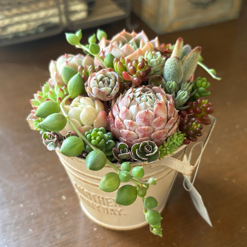 おすすめ！可愛い寄せ植え　多肉植物寄せ植え　取っ手付き　バケツ型　ピンク系 母の日》可愛い寄せ植え 多肉植物寄せ植え 取っ手付き バケツ型 ギフト
