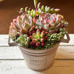 多肉植物寄せ植えセット のおすすめ人気通販 検索結果｜Creema