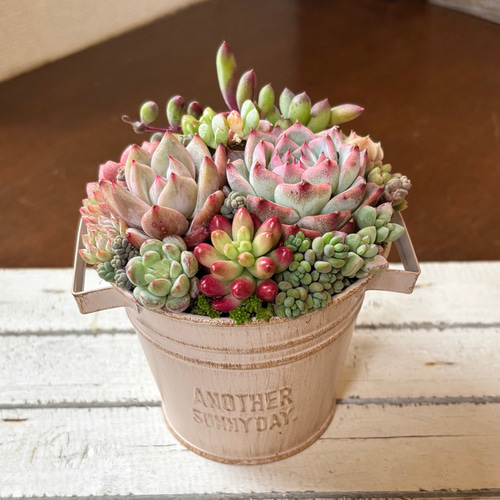 おすすめ！可愛い寄せ植え　多肉植物寄せ植え　取っ手付き　バケツ型　ピンク系 母の日》可愛い寄せ植え 多肉植物寄せ植え 取っ手付き バケツ型 ギフト