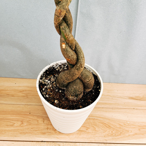 在庫］パキラ 編み込み 7号 観葉植物 おしゃれ 室内 ねじり