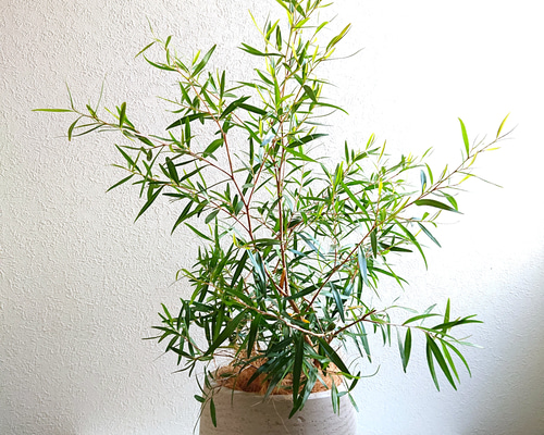 みゆ　てっつー出品　観葉植物 ○数量限定○ ※樹形厳選 希少 レモンの香り ”レモンティーツリー