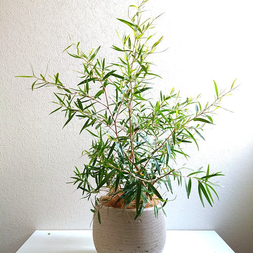 レモンティーツリー ○数量限定○ ※樹形厳選 希少 レモンの香り ”レモンティーツリー 鉢