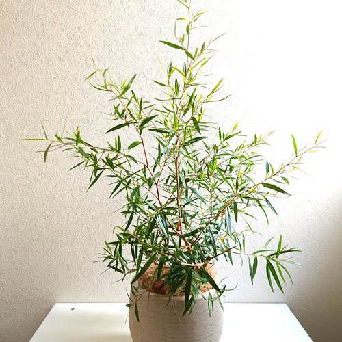 いしちゃん商品！120㎝オーバーの幹も太いレモンティーツリー10号鉢 いしちゃん商品！120㎝オーバーの幹も太いレモンティーツリー10号鉢