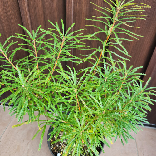 ボリューム苗木　ヘアピンバンクシア　スピヌロサ　鉢植え　苗　オージープランツ 再販 ヘアピンバンクシア スピヌロサ 鉢植え 苗木 ワイルドフラワー