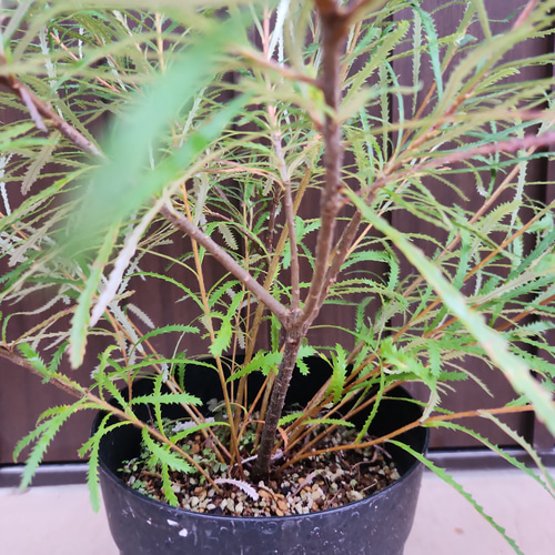 再販 ヘアピンバンクシア スピヌロサ 鉢植え 苗木 ワイルドフラワー