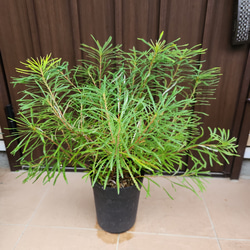 黒龍 黒松 樹齢10年 中品盆栽 鉢付き 盆栽 松工房 -Pine