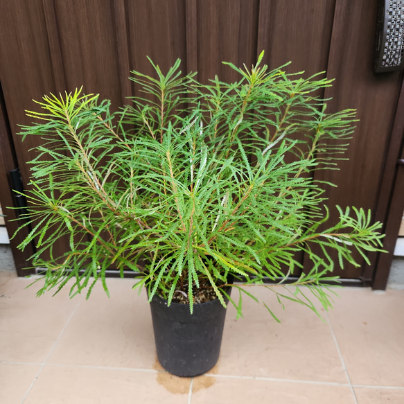 再販 ヘアピンバンクシア スピヌロサ 鉢植え 苗木 ワイルドフラワー