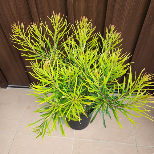 再販 ヘアピンバンクシア スピヌロサ 鉢植え 苗木 ワイルド