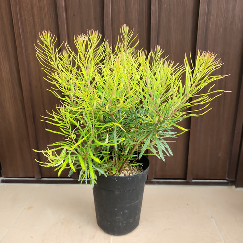 コーストバンクシア　鉢植え7　苗　ワイルドフラワー　オージープランツ バンクシア コースト 約100-120cm 苗 植木 庭木 ガーデニング