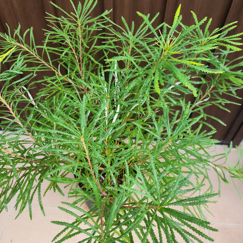 再販 ヘアピンバンクシア スピヌロサ 鉢植え 苗木 ワイルドフラワー