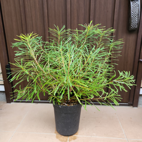 再販 ヘアピンバンクシア スピヌロサ 鉢植え 苗木 ワイルドフラワー