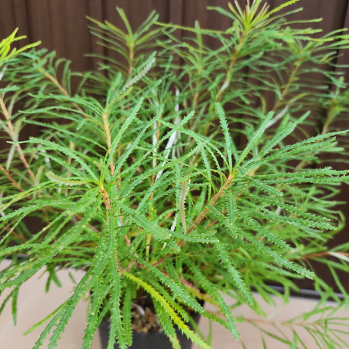 ヘアピンバンクシア　スピヌロサ　鉢植え11　苗木　オージープランツドライガーデン ヘアピンバンクシア スピヌロサ 鉢植え11 苗木 オージープランツ