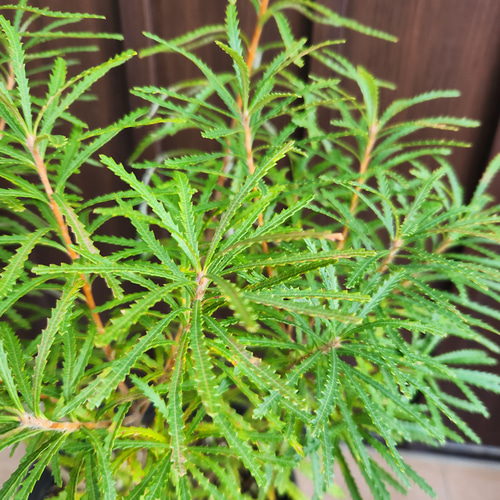 再販 ヘアピンバンクシア スピヌロサ 鉢植え 苗木 ワイルドフラワー