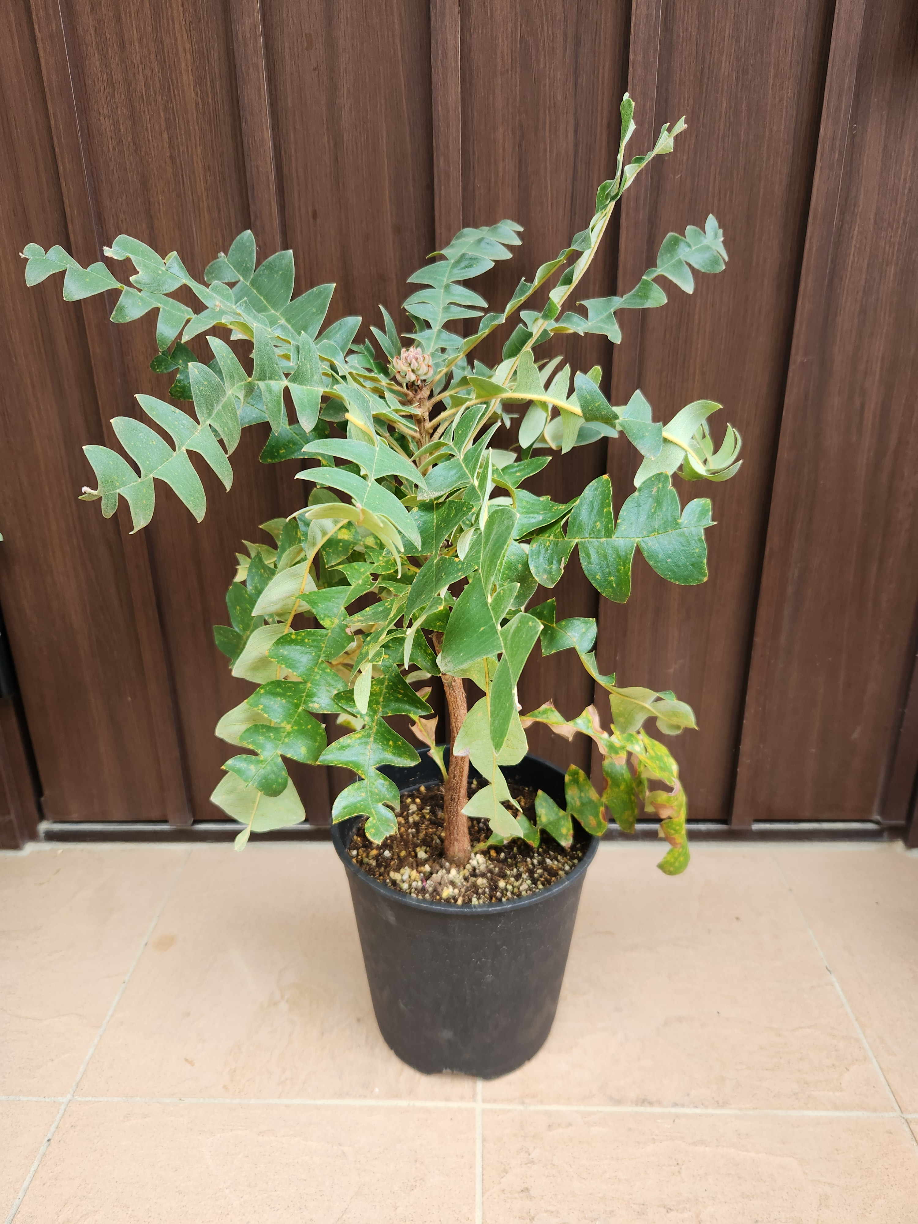 コーストバンクシア 鉢植え 苗 ドライガーデン ワイルドフラワー
