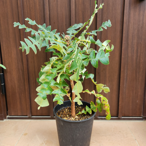 コーストバンクシア 鉢植え 苗 ドライガーデン ワイルドフラワー