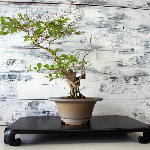 木材インテリア サルスベリ 木材インテリア サルスベリ 木材インテリア サルスベリ