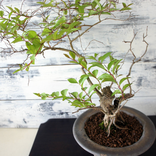 盆栽 『サルスベリ』 花 和風 インテリア 園芸 ガーデニング オブジェ