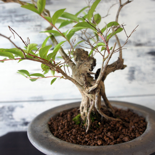 盆栽 『サルスベリ』 花 和風 インテリア 園芸 ガーデニング オブジェ