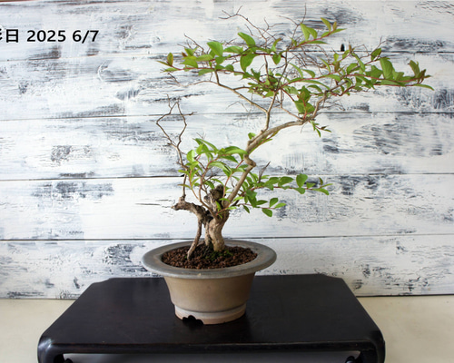 盆栽 『サルスベリ』 花 和風 インテリア 園芸 ガーデニング