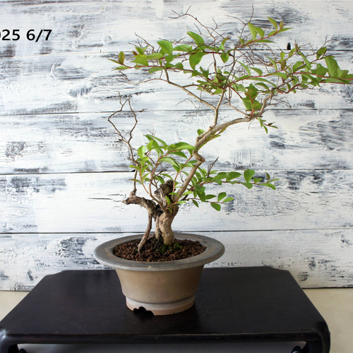 盆栽 『サルスベリ』 花 和風 インテリア 園芸 ガーデニング