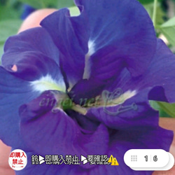 芍薬 【マダム クラウドダン】 シャクヤク苗 ピュアホワイトの無垢な