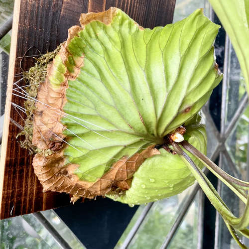 ビカクシダ〝リドレイ〟板付け（18×25cm）｜お部屋に緑のアートを飾る