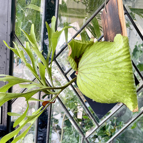 ビカクシダ〝リドレイ〟板付け（18×25cm）｜お部屋に緑のアートを飾る