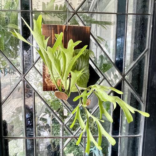 ビカクシダ〝リドレイ〟板付け（18×25cm）｜お部屋に緑のアートを飾る