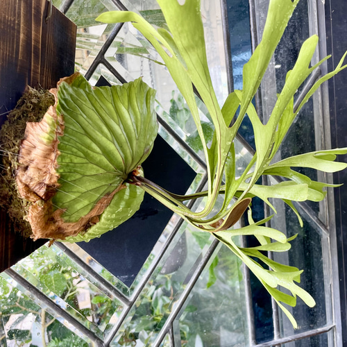 ビカクシダ〝リドレイ〟板付け（18×25cm）｜お部屋に緑のアートを飾る