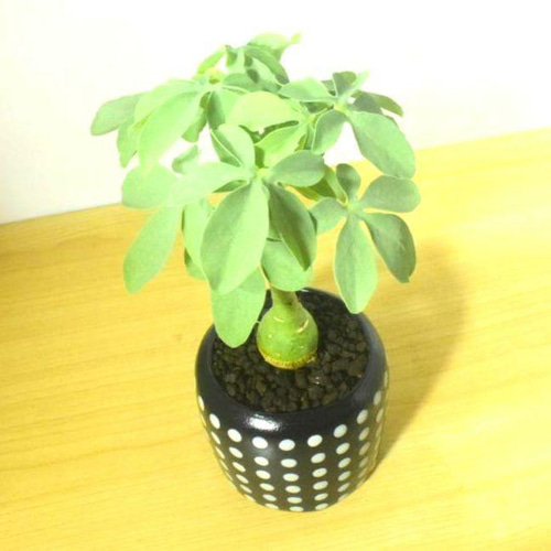 アデニア グラウカ 塊根植物 可愛い名札付き 植え替え済み アデニア グラウカ 塊根植物 可愛い名札付き 植え替え済み