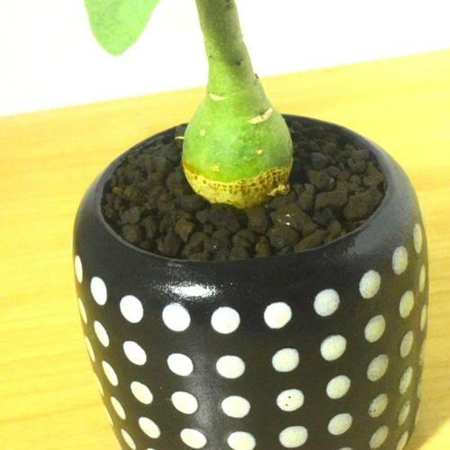 POTOCO アデニア グラウカ 陶器鉢 植物 多肉植物 かわいい 塊根