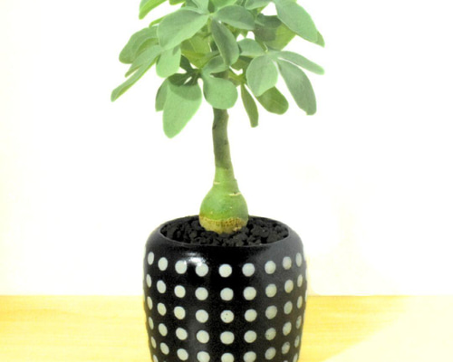 アデニアグラウカ 現品鉢ごと発送 アデニアグラウカ 現品鉢ごと発送