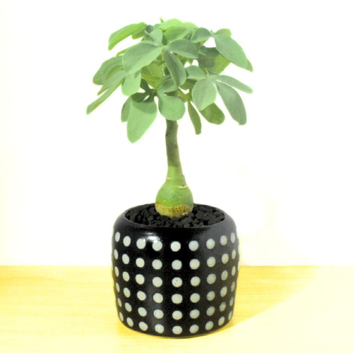 POTOCO アデニア グラウカ 陶器鉢 植物 多肉植物 かわいい 塊根