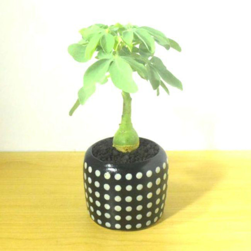 POTOCO アデニア グラウカ 陶器鉢 植物 多肉植物 かわいい 塊根