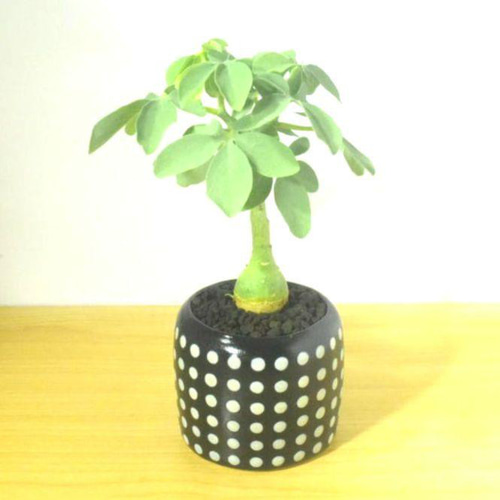 POTOCO アデニア グラウカ 陶器鉢 植物 多肉植物 かわいい 塊根植物