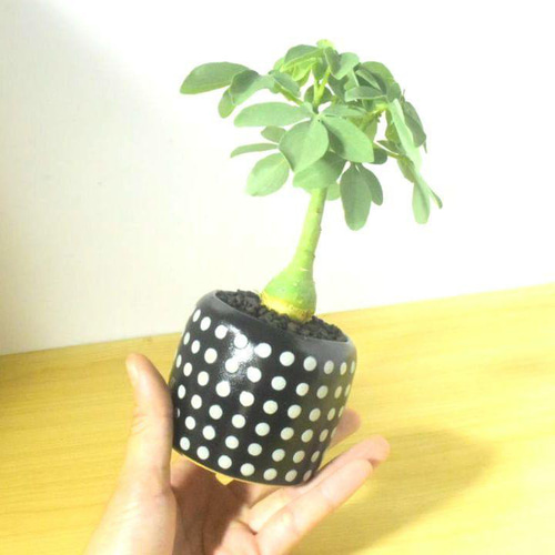 POTOCO アデニア グラウカ 陶器鉢 植物 多肉植物 かわいい 塊根