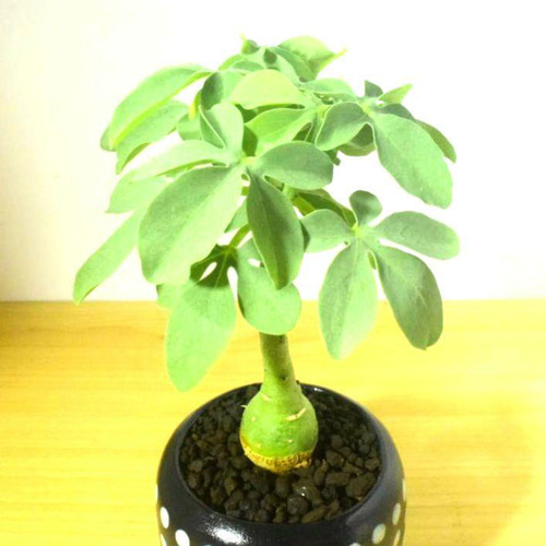 POTOCO アデニア グラウカ 陶器鉢 植物 多肉植物 かわいい 塊根