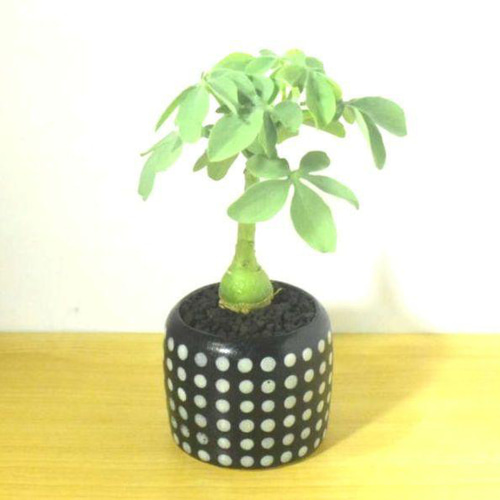 POTOCO アデニア グラウカ 陶器鉢 植物 多肉植物 かわいい 塊根植物