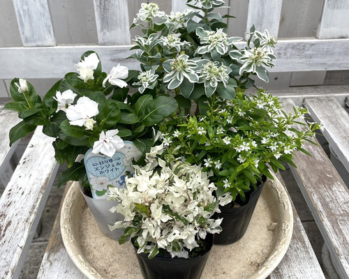 No.342 343　カネタロウ　寄せ植え　花 寄せ植え／絵画のような葉っぱを楽しむ！カップスタイルの寄せ