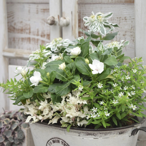 復刻】「エンジュエルホワイト」の純白寄せ植え※寄せ植えセット