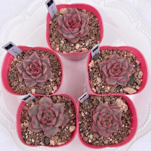 多肉植物 韓国苗 ☆ララたゃ☆様 多肉植物 ラッキームーン 韓国苗 多肉植物 pariʚ