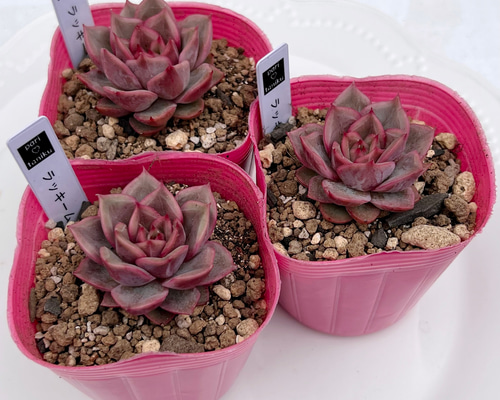 多肉植物　エルメス　韓国苗 多肉植物 エルメス 4cmポット苗 - メルカリ