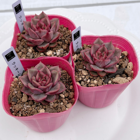 多肉植物 ラッキームーン 韓国苗 多肉植物 pariʚ