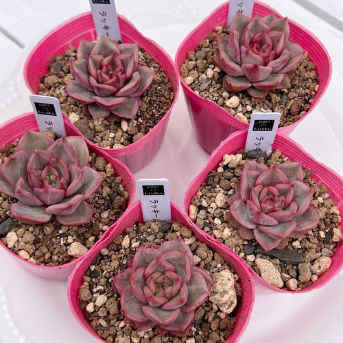 多肉植物 韓国苗 ☆ララたゃ☆様 多肉植物 ラッキームーン 韓国苗 多肉植物 pariʚ