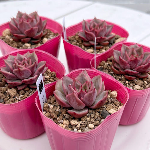 多肉植物 ラッキームーン 韓国苗 多肉植物 pariʚ