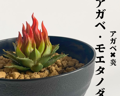 830b2c3299f59c963e0e31553d2993