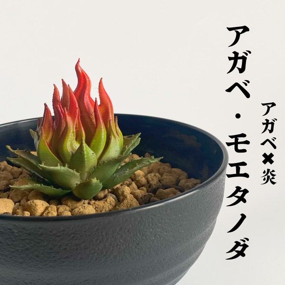 アガベフィギュア６個セット Amazon.co.jp: LOBINDON アガベフィギュア レッドキャット