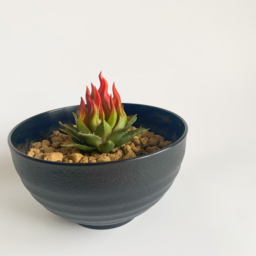 【早い者勝ち！】アガベ フィギュア 多肉植物模型 インテリア 早い者勝ち！】アガベ フィギュア 多肉植物模型 インテリア 早い者勝ち