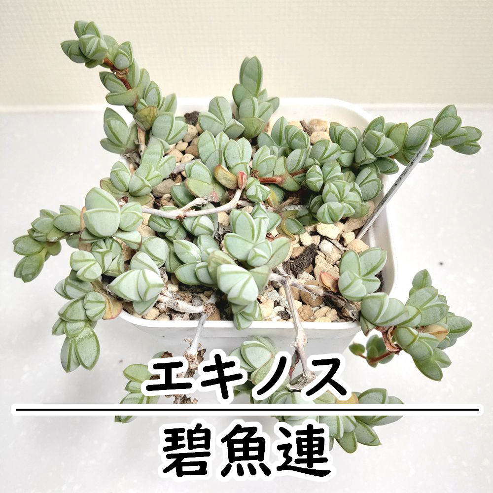 碧魚連【エキヌス 多肉植物】 多肉植物 エケベリアSKETCH 通販