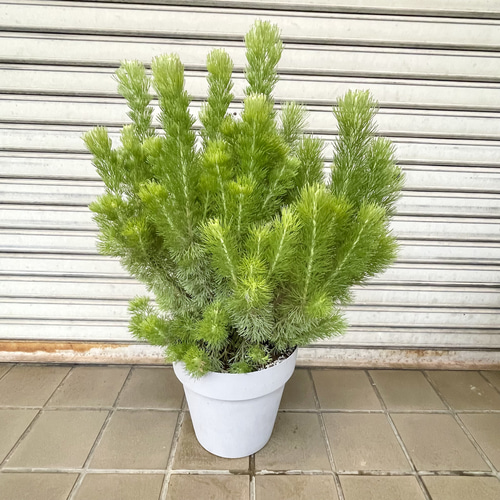 アデナンサス〝ウーリーブッシュ〟大株・グレー＆ブラック鉢仕立て